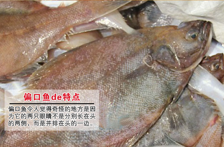 商品名称:岛礼 新鲜大偏口鱼 2条/斤 纯野生 天然海鲜 大连特产【大
