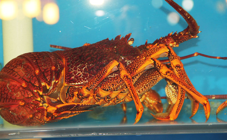 【澳洲岛礼海鲜水产】岛礼 龙虾 澳洲龙虾 鲜活海鲜 虾 大龙虾 1-3斤/